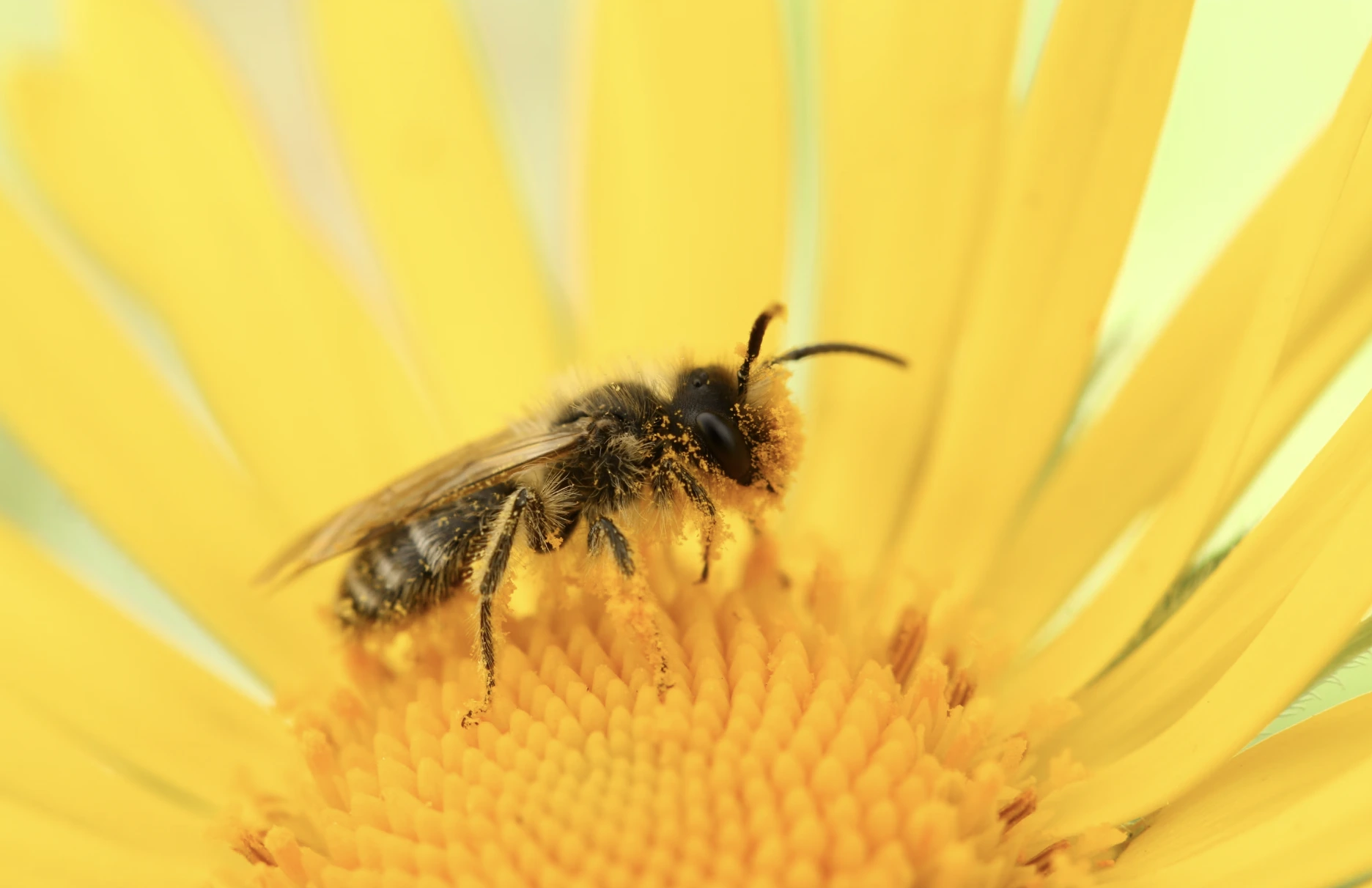 Découverte Rare d’une Abeille Stoppe les Plans de Meta pour un Centre de Données Alimenté par Énergie Nucléaire IA