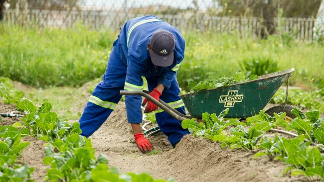 Les pr&eacute;visions m&eacute;t&eacute;orologiques par IA pourraient aider les agriculteurs &agrave; lutter contre les risques climatiques, mais suscitent de nouvelles inqui&eacute;tudes